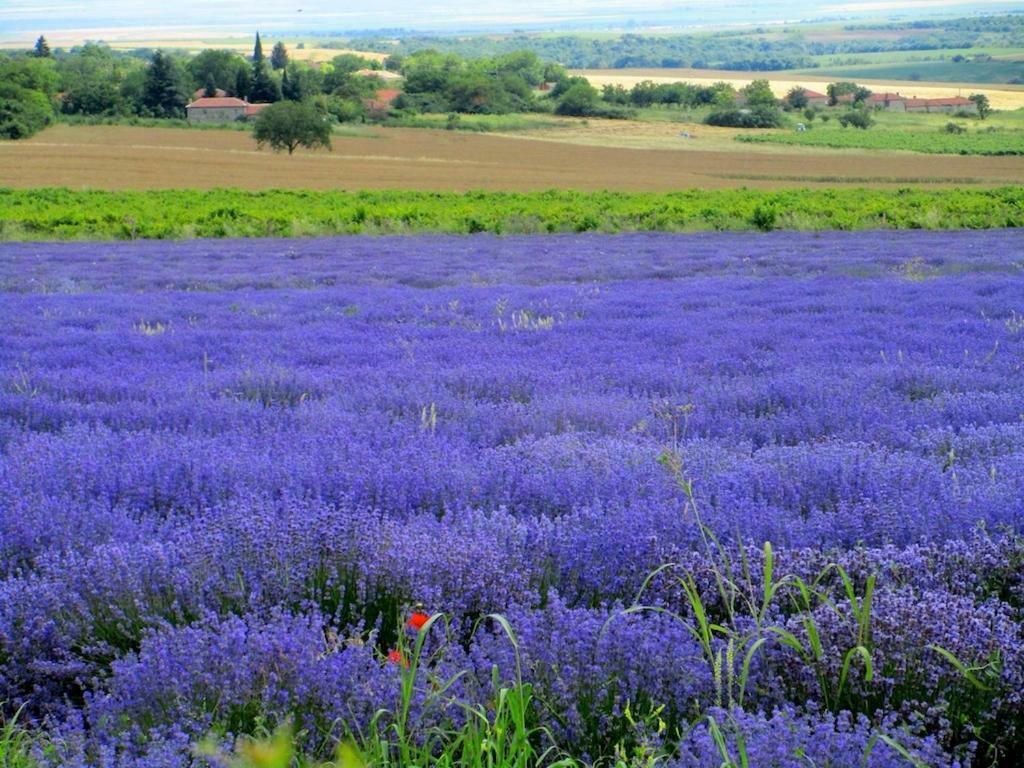 Lavender Lodge Rupkite Zewnętrze zdjęcie